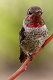 IMG_1745 hummers.jpg