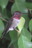 IMG_3772 hummers.jpg