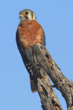 IMG_9336 sel.jpg