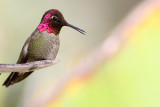 IMG_3835hummers.jpg