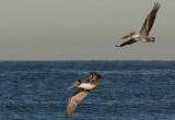 IMG_7157 pel.jpg