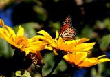 IMG_8768 qge.jpg