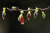 IMG_1540 qge.jpg