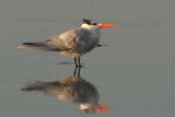 IMG_3024 terns.jpg