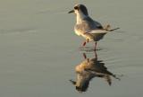 IMG_3063 terns.jpg