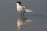 IMG_8040 terns.jpg