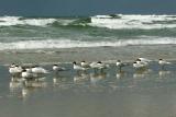 IMG_9740 terns.jpg