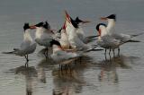 IMG_9680 terns_a.jpg