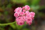 IMG_0244 qge.jpg