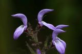 IMG_1103 qge.jpg