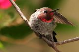 IMG_2062 hummers.jpg