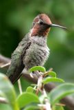 IMG_3829 hummers.jpg