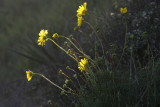 IMG_2975 tp.jpg