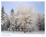 Snow tree  雪树