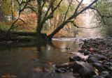 South Fork of the Newaukum River