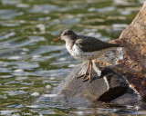 Spotted Sand Piper