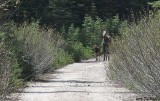 Moose and calf