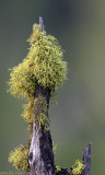 Just Moss