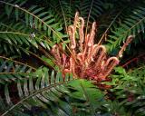New Fern    IMG_3404a.jpg