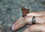 Cindys butterfly
