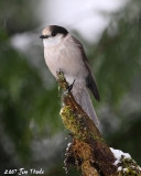 Gray Jay  (Camp Robber)