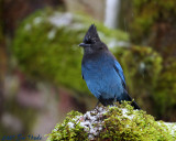 Stellers Jay