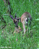 < 1 hr old Fawn