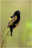 Yellow Bishop