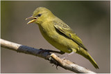 Sub-adult Cape Weaver