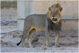 Kalahari Lion at waterhole
