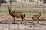 Red Hartebeest