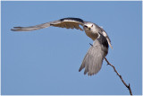 Black-shouldered Kite