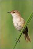 Lesser Swamp Warbler