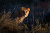 Inquisitive Lion