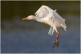 Cattle Egret