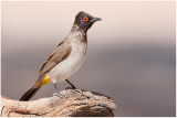 African Red-eyed Bulbul