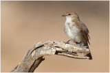 Marico Flycatcher