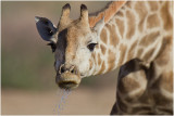 Giraffe at waterhole