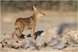 Black-backed Jackal