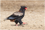 Bateleur Eagle