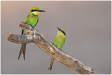 Swallowtailed Bee-eaters