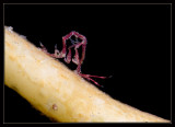 Inch Worm