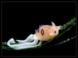 Nudibranch w/ eggs