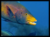 Hogfish eating a brittlestar