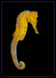 Yellow Seahorse