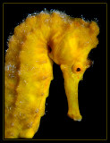 Seahorse portrait