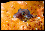 Sleeping Puffer