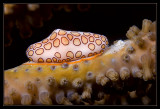 Flamingo Tongue