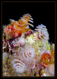 Christmas Tree Worm Garden