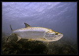 Wildside Tarpon, Blue Hole